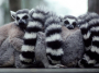 a lump of lemurs